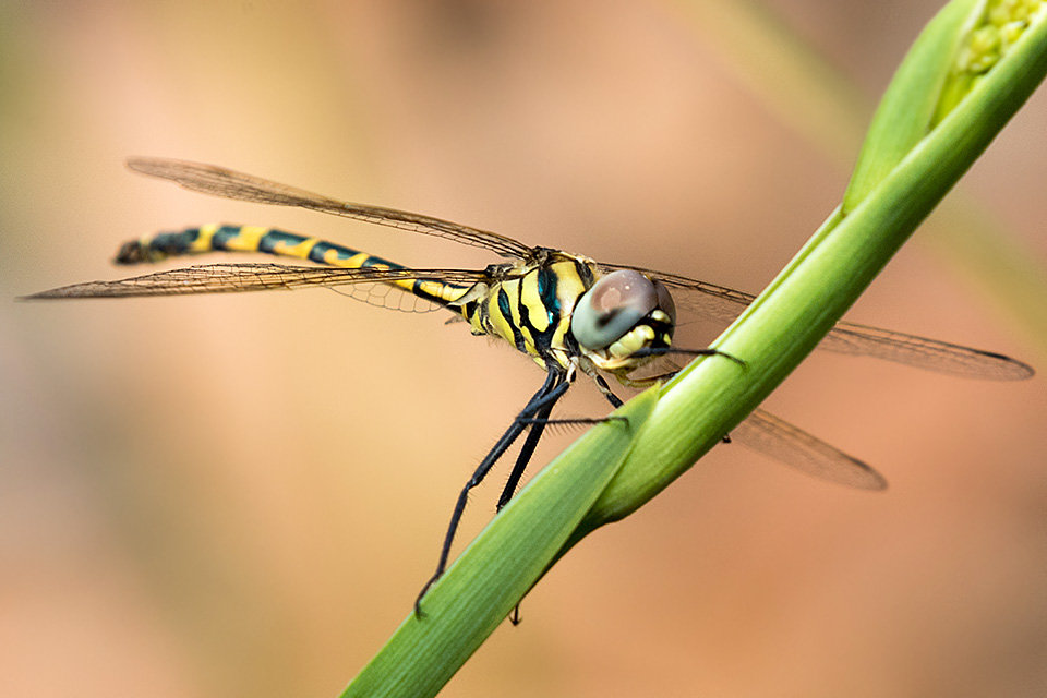 Yellow-spotted Emerald (Hemicordulia intermedia)